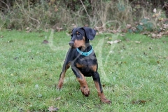 Doberman Pinscher