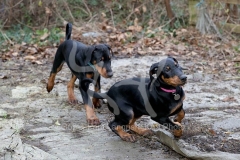 Doberman Pinscher