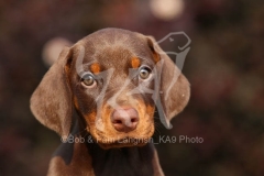 Doberman Pinscher