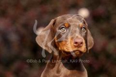 Doberman Pinscher