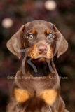 Doberman Pinscher