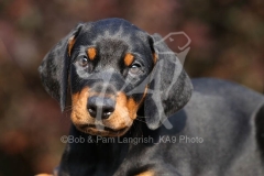 Doberman Pinscher