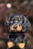 Doberman Pinscher