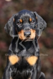 Doberman Pinscher