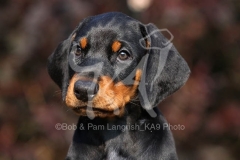 Doberman Pinscher