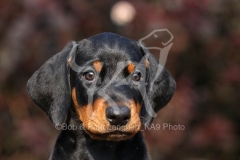 Doberman Pinscher