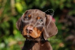 Doberman Pinscher