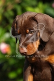 Doberman Pinscher