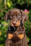 Doberman Pinscher