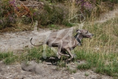 Greyhound - Italian