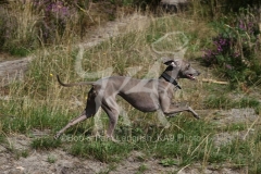 Greyhound - Italian