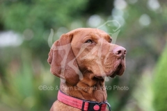 Hungarian Vizsla