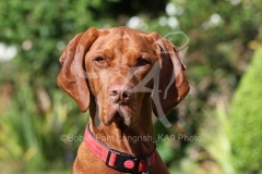 Hungarian Vizsla