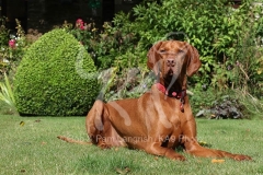 Hungarian Vizsla