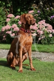 Hungarian Vizsla