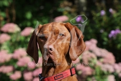 Hungarian Vizsla