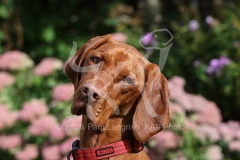 Hungarian Vizsla