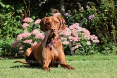 Hungarian Vizsla