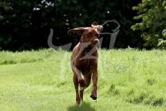 Hungarian Vizsla