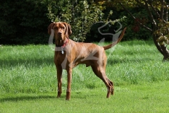 Hungarian Vizsla