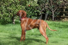 Hungarian Vizsla