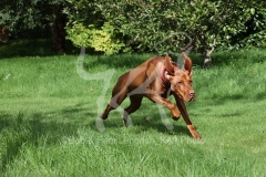 Hungarian Vizsla