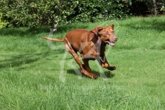 Hungarian Vizsla