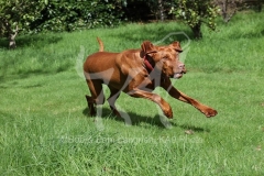 Hungarian Vizsla