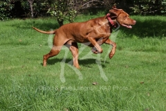 Hungarian Vizsla