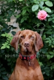 Hungarian Vizsla