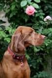 Hungarian Vizsla