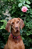 Hungarian Vizsla