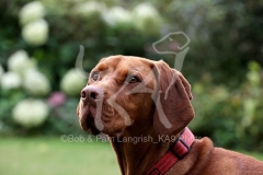 Hungarian Vizsla