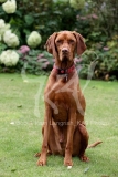 Hungarian Vizsla