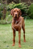 Hungarian Vizsla