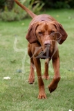 Hungarian Vizsla