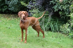 Hungarian Vizsla