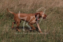 Hungarian Wirehaired Vizsla