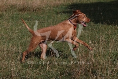 Hungarian Wirehaired Vizsla