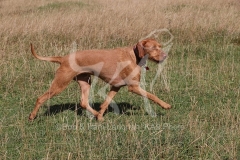 Hungarian Wirehaired Vizsla