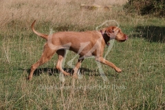 Hungarian Wirehaired Vizsla