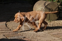 Hungarian Wirehaired Vizsla