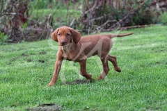 Hungarian Wirehaired Vizsla