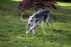 Irish Wolfhound