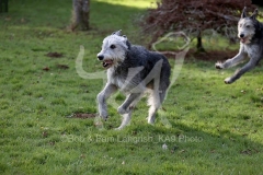 Irish Wolfhound