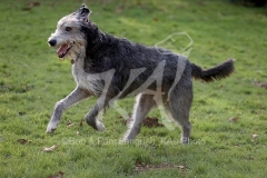 Irish Wolfhound