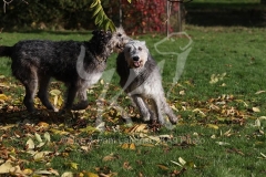 Irish Wolfhound