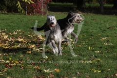 Irish Wolfhound