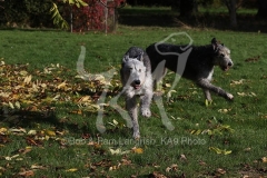 Irish Wolfhound