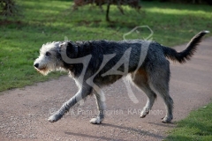 Irish Wolfhound